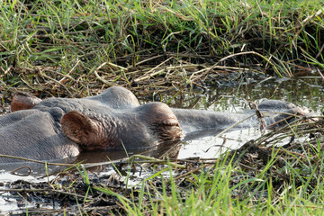 A hippo rests in a mud hole during the day.Chobe National Park, Botwsana, Africa