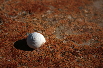 CARACOLA BLANCA SOBRE SUELO MARRÓN