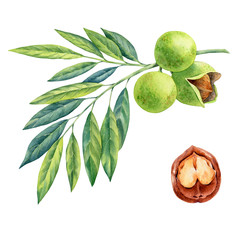 watercolor painting of branch walnut on white background - 303316341