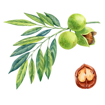 watercolor painting of branch walnut on white background