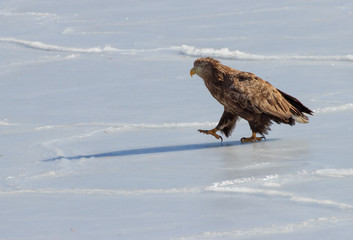 White-tailed Eagle (Haliaeetus albicilla) in winter on ice by the sea.