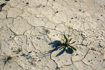 SINGLE LITTLE YELLOW FLOWER OVER THE LEAKS TEXTURE