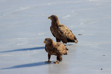 White-tailed Eagle (Haliaeetus albicilla) in winter on ice by the sea.