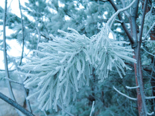 beautiful Pine branches covered with hoarfrost closeup