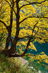 Big maple tree near peaceful autumn Alps mountain lake with clear transparent water and reflections. Gosauseen or Vorderer Gosausee lake, Upper Austria.