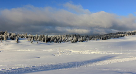 Fototapeta na wymiar very beautiful winter landscape with fir trees