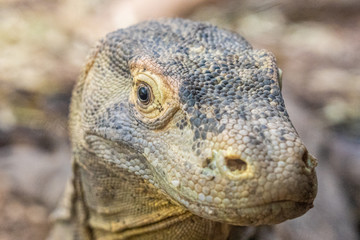 closeup of an iguana in zoo of Frankfurt, germany