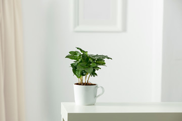 Table top with green fresh coffee plant in flowerpot. Wooden shelf with space for your decoration. White wall with frame picture background. Copy space. 