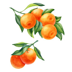 watercolor painting of tangerine fruit on white background