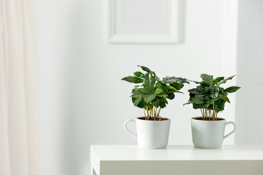Table top with green fresh coffee plant in flowerpot. Wooden shelf with space for your decoration. White wall with frame picture background. Copy space. 