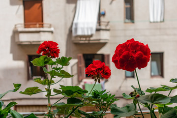 Fototapeta na wymiar Red geraniums in a balcony, San Sebastian, Spain
