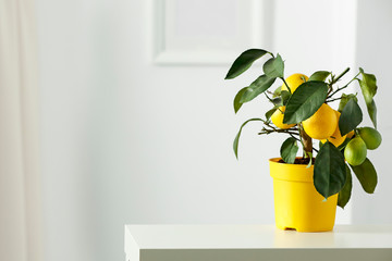 Nice delicate decorations on small white table. Lemon tree in yellow flowerpot in bright white...
