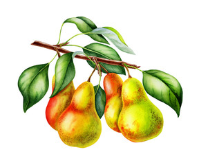 pear fruits realistic botanical watercolor illustration with tree branch leaves. ripe juicy isolated hand painted