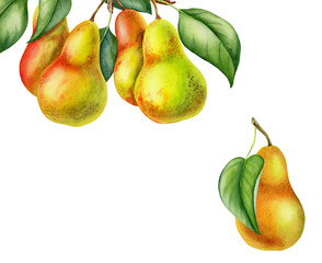 pear fruits realistic botanical watercolor illustration with tree branch leaves. ripe juicy isolated hand painted