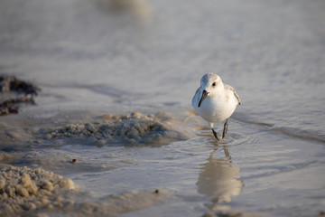 A Sanderling (Calidris alba) combs a central Florida beach in winter looking for bits of food the waves wash in. Sanderlings are a migratory species of sandpiper that only breed in the high arctic.
