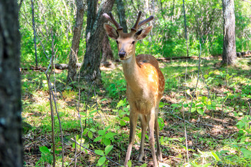 Young sika deer (Cervus nippon) in the spring forest.