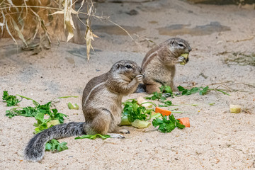 closeup of american squirrels being fed in the zoo of Frankfurt, germany
