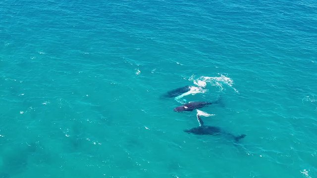 Humpback Whales aerial drone video