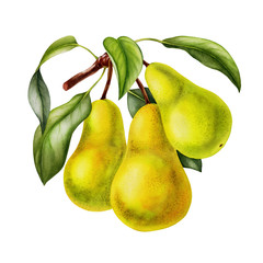 pear fruits realistic botanical watercolor illustration with tree branch leaves. ripe juicy isolated hand painted