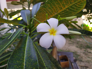 White azalea flowers, light green leaves in the morning
