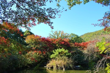 空　秋　風景　山　池　杤木