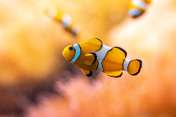 closeup of the famous nemo clown fish in the zoo of Frankfurt, germany