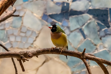 closeup of a gouldian finch looking at the camera in Frankfurt zoo, germany