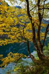 Fototapeta na wymiar Big maple tree near peaceful autumn Alps mountain lake with clear transparent water and reflections. Gosauseen or Vorderer Gosausee lake, Upper Austria.