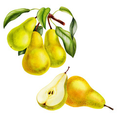 pear fruits realistic botanical watercolor illustration with tree branch leaves. ripe juicy isolated hand painted - 303321711