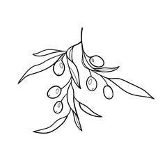 Olives sketch, Hand drawn sketch of olive branch with olives on a white background, Sketch hand drawn olives set