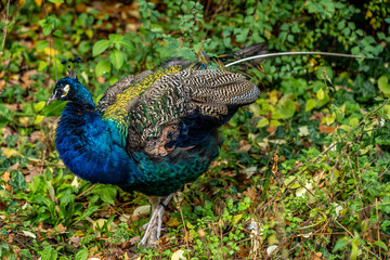 Obraz premium closeup of a peacock bird (pfau) in Frankfurt zoo, germany
