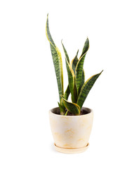 A pot with sansevieria islolated on white background