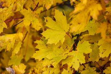 Bunte Blätter im Herbst