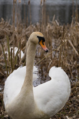 A swan with half-spread wings in the reeds on the shore of a pond in early spring