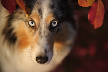 Sheltie Blickkontakt