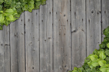 Wood background