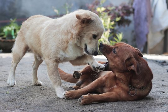 Aspin, Asong Pinoy or Philippine Native Dog. 