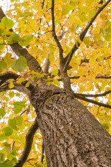 Tiglio in autunno