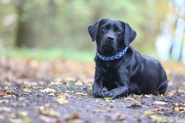 Labrador liegt auf einem Waldboden im Herbst