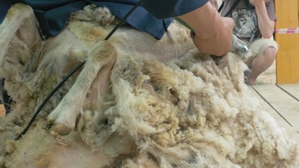 Men shearer shearing sheep at agricultural show in competition. The process by which wool fleece of a sheep is cut off. Electric professional sheep manual hair clipper sheep cutting shearing machine.