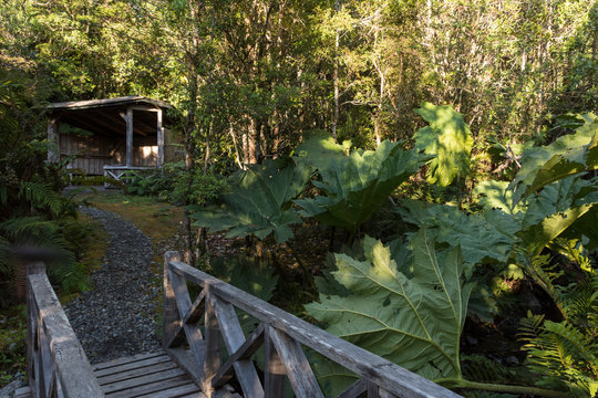 Wooden bridge in the forest surrounded by big Chilean rhubarb in Pumalin Park, Chait&eacute;n, Patagonia, Chile