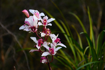 Wild orchid © thanachit