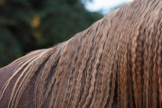Cr&iacute;n rizada de un caballo &aacute;rabe