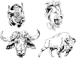 set of vector drawings of various animals, predators and herbivores, hand-drawn sketches, tattoos