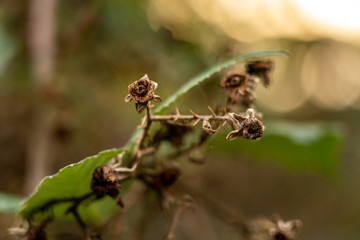 closeup of a dry blackberry bush, germany