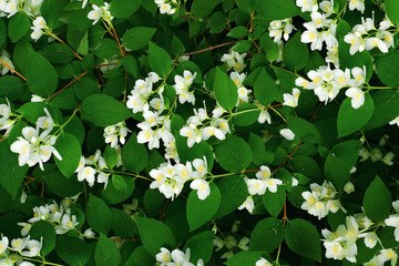 Background of twigs with white jasmine flowers