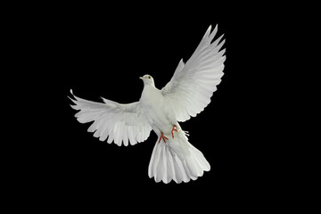 White dove flying on black background and Clipping path .freedom concept and international day of...