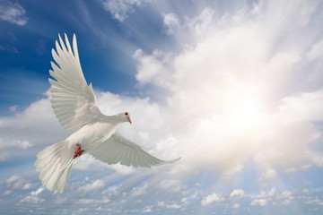 Fototapeta na wymiar white dove flying on sky in beautiful light for freedom concept