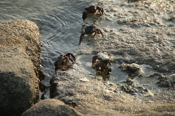 磯にいる小カニ