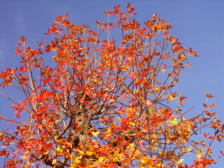 モミジバフウの紅葉と青空